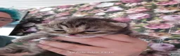 Exotic cats for sale: Persian/British Shorthaired cats - Advert 33