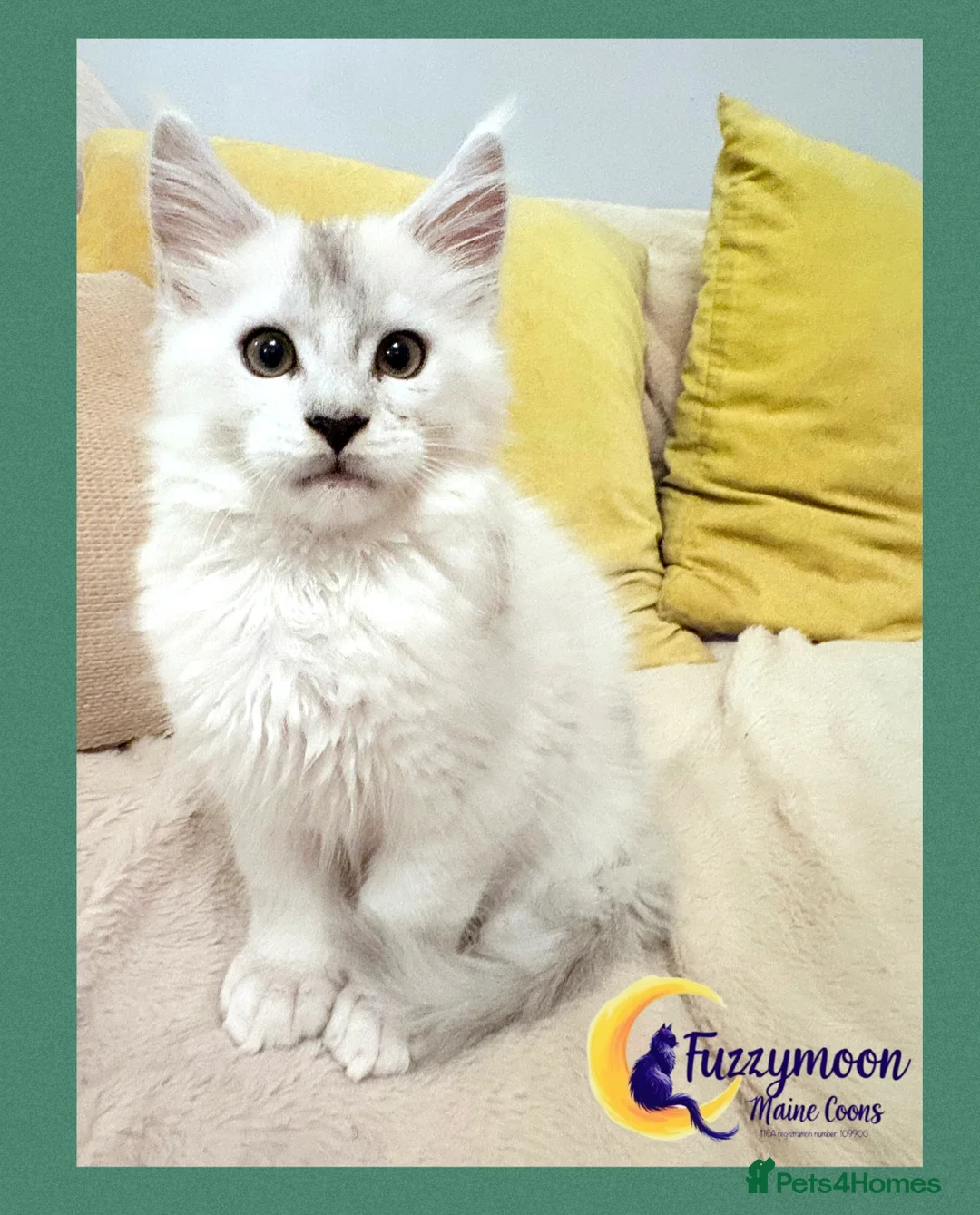 Maine Coon cats for sale: Gorgeous Shaded Pedigree Maine Coon Kittens - Advert 8