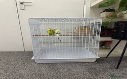Budgerigars birds for sale: A pair of budgies with cage and some food - Image 1