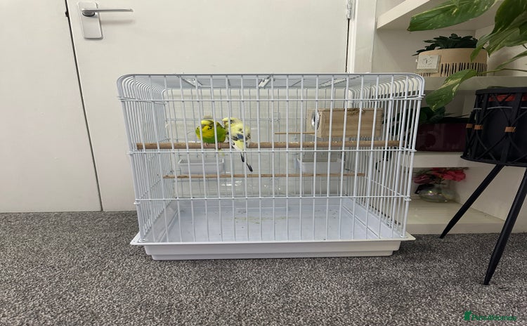 Budgerigars birds - Advert 1
