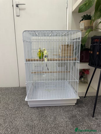 Budgerigars birds - Advert 2