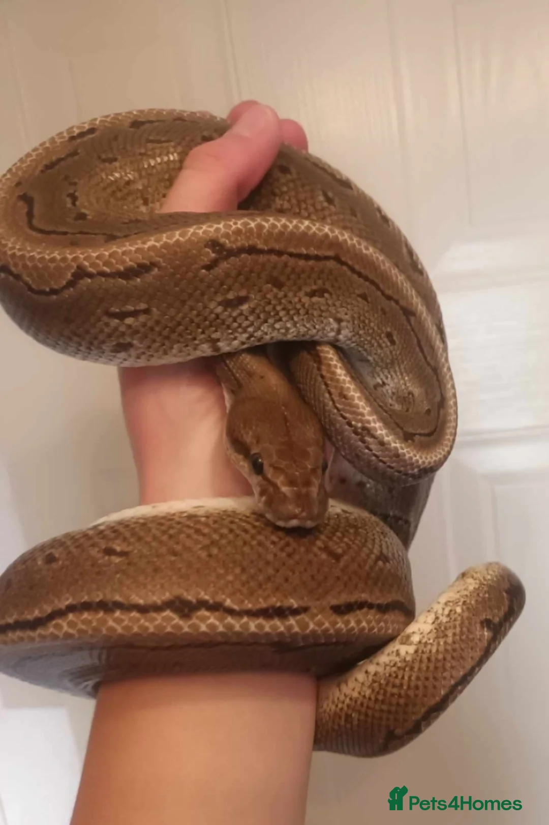 Python Snake reptiles for sale: Ball python collection downsize - Advert 2