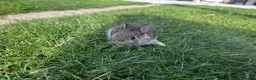 Mixed Breed rabbits for sale: Baby bunnies for sale - Advert 13
