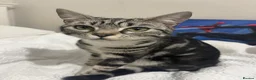 Bengal cats for sale: Bengal female kitten 7 months old in Leicester - Advert 3