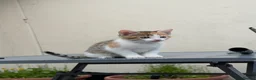 Mixed Breed cats for sale: Tame kittens for sale  in Newport - Advert 5