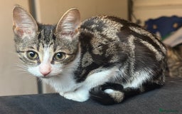 Mixed Breed cats for sale: 4 female bengal kittens  - Image 4