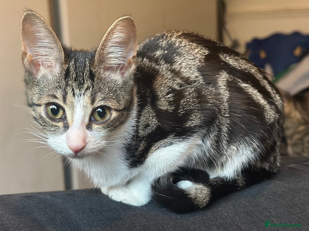Mixed Breed cats for sale: 4 female bengal kittens  - Image 4