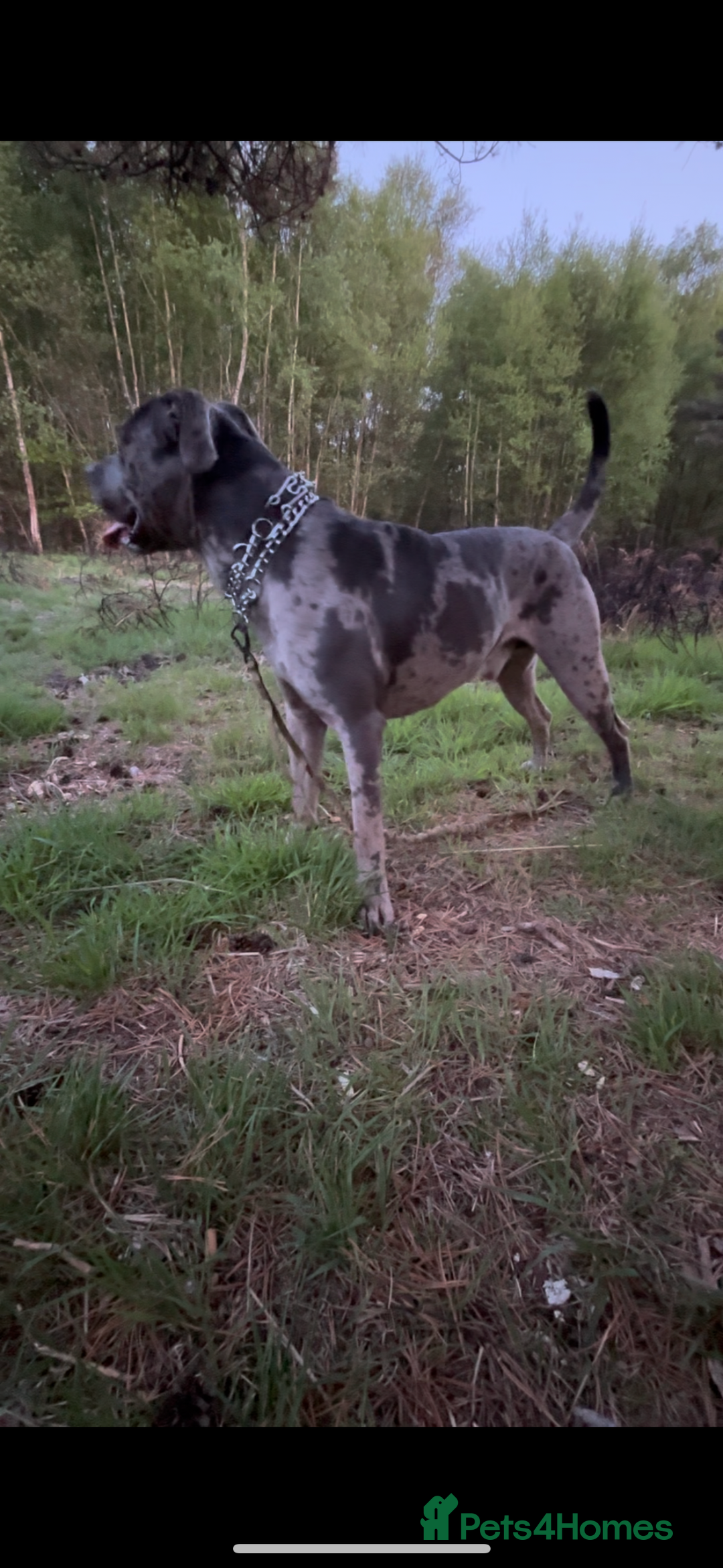 Mixed Breed dogs for sale: Zeus cane corso merle  - Image 6