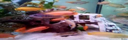 Cichlids fish for sale: African cichlids  - Advert 3