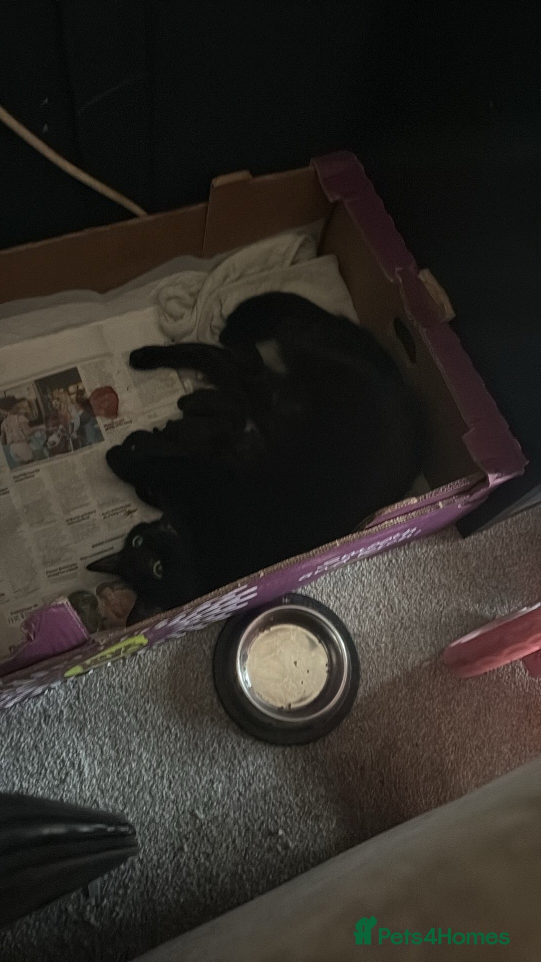 Mixed Breed cats Black and white kittens  - Advert 1