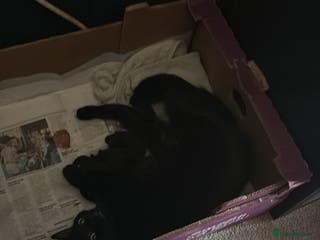 Mixed Breed cats Black and white kittens - Advert 20