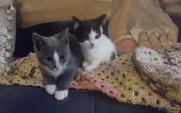 Munchkin cats for sale: Munchkin x Scottish Fold - Image 25
