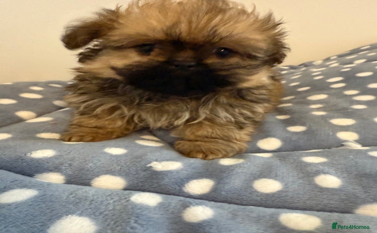 Mixed Breed dogs - Advert 12