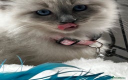 Ragdoll cats for sale: 3 STUNNING RAGDOLL KITTENS AVAILABLE - Image 8