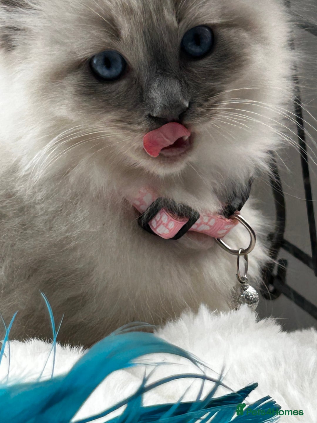 Ragdoll cats for sale: 3 STUNNING RAGDOLL KITTENS AVAILABLE - Image 8