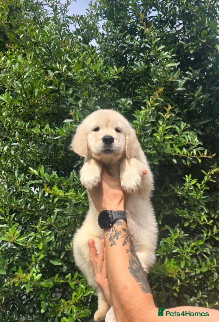Golden Retriever dogs KC Golden Retriever Puppies READY TO GO NOW - Advert 5