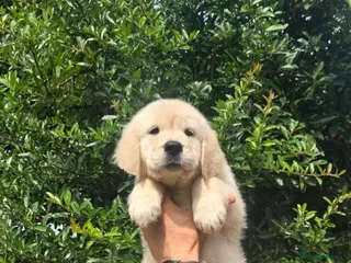 Golden Retriever dogs KC Golden Retriever Puppies READY TO GO NOW - Advert 5