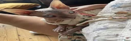 Sphynx cats for sale: Special person wanted for loving girl sphynx  - Advert 10