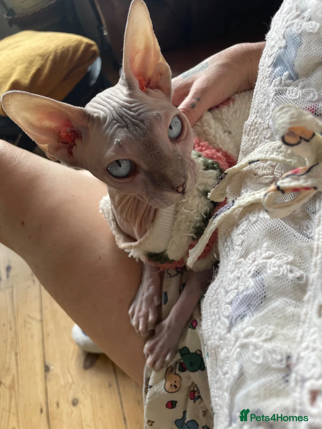 Sphynx cats for sale: Special person wanted for loving girl sphynx  - Advert 10