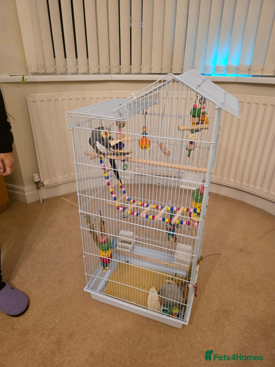 Cockatiels birds for sale: Cockatiel male  - Advert 10