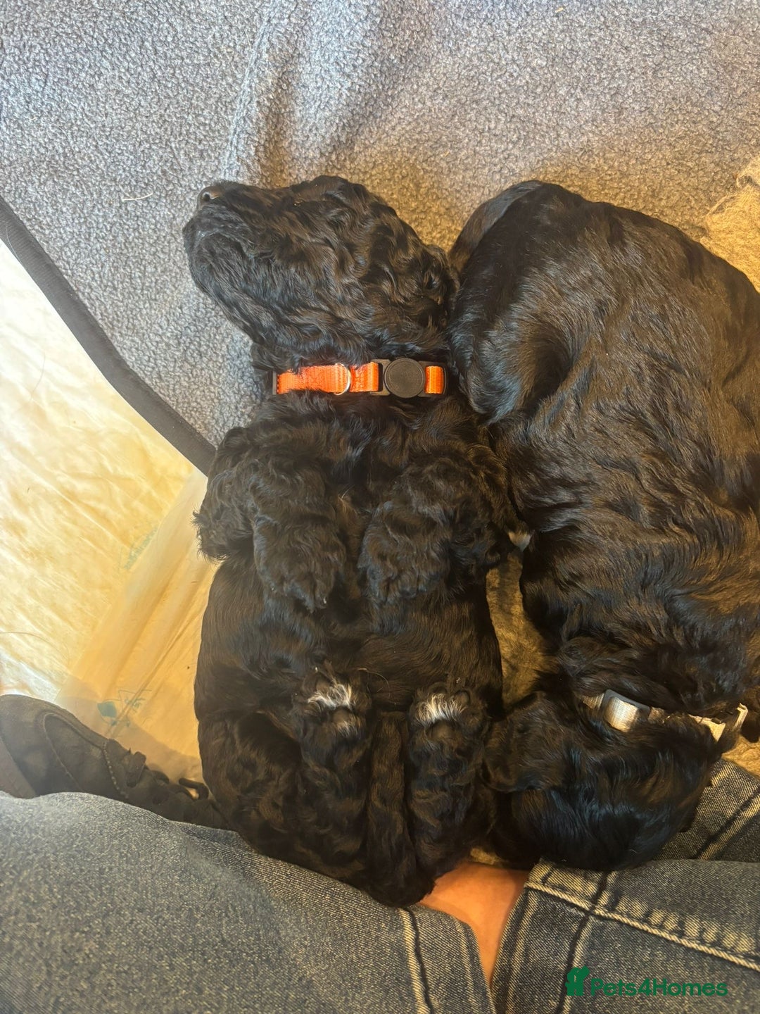 Labradoodle dogs for sale: F1b Miniature Labradoodle Puppies  - Advert 37