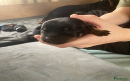 Rottweiler dogs for sale: Rottweiler  - Advert 15