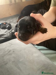 Rottweiler Puppy 8