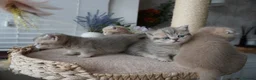Munchkin cats for sale: ⚜️Rare munchkins⚜️ - Advert 6