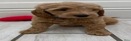 Double Doodle dogs for sale: Sunning littler of Australian Double Doodles  - Advert 9