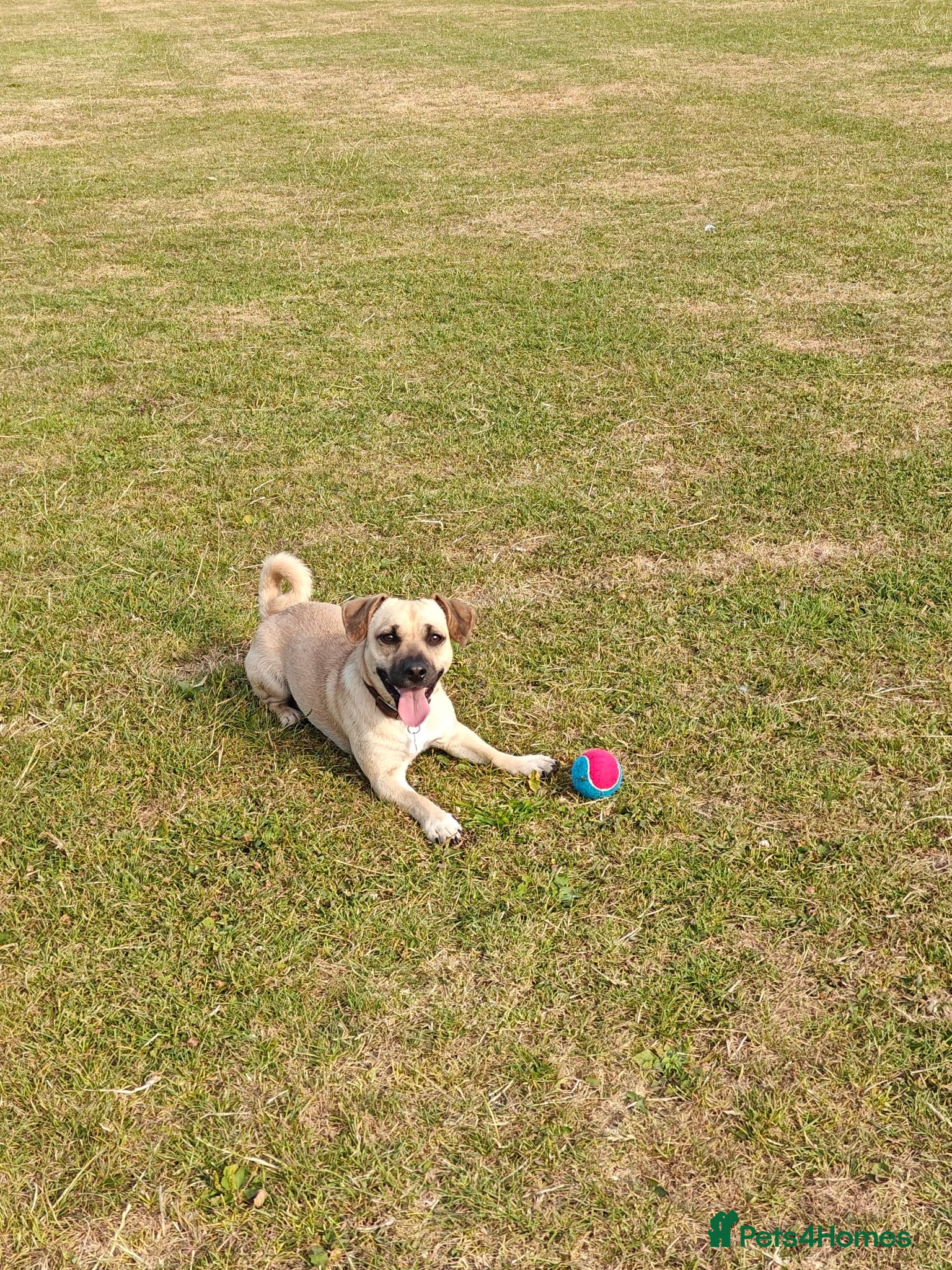 Mixed Breed dogs Meet Milo 🐶 - Advert 10