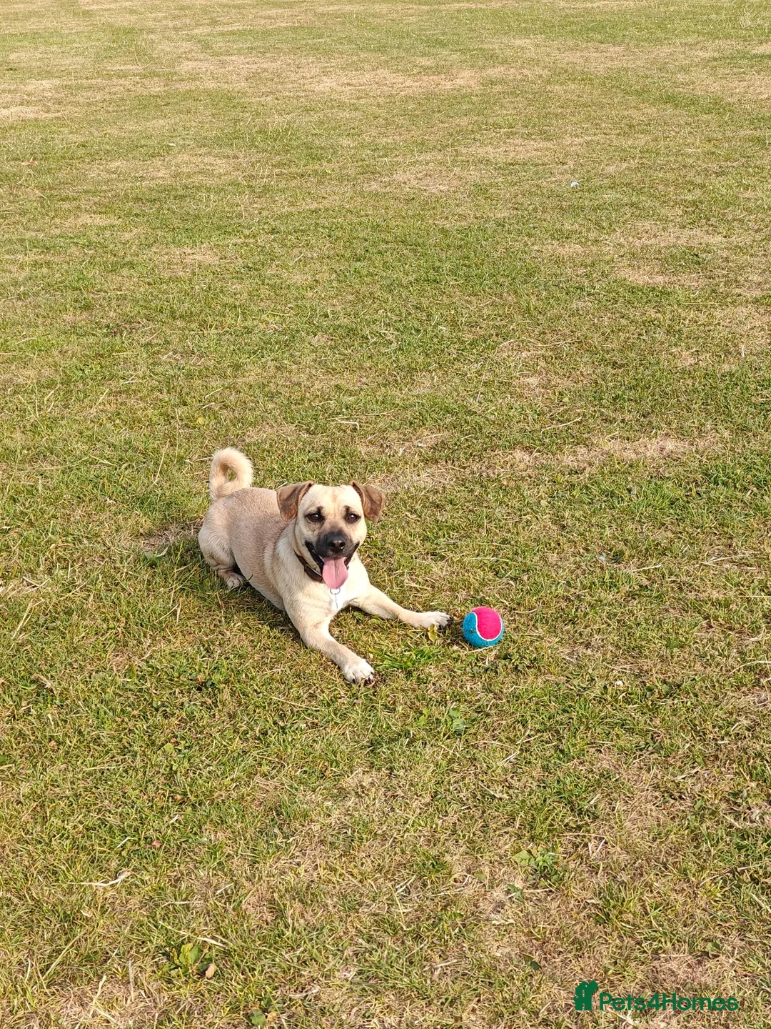 Mixed Breed dogs for sale: Meet Milo 🐶 in High Wycombe - Advert 1