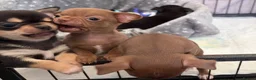 Chihuahua dogs for sale: Chihuahua Puppies  - Advert 6