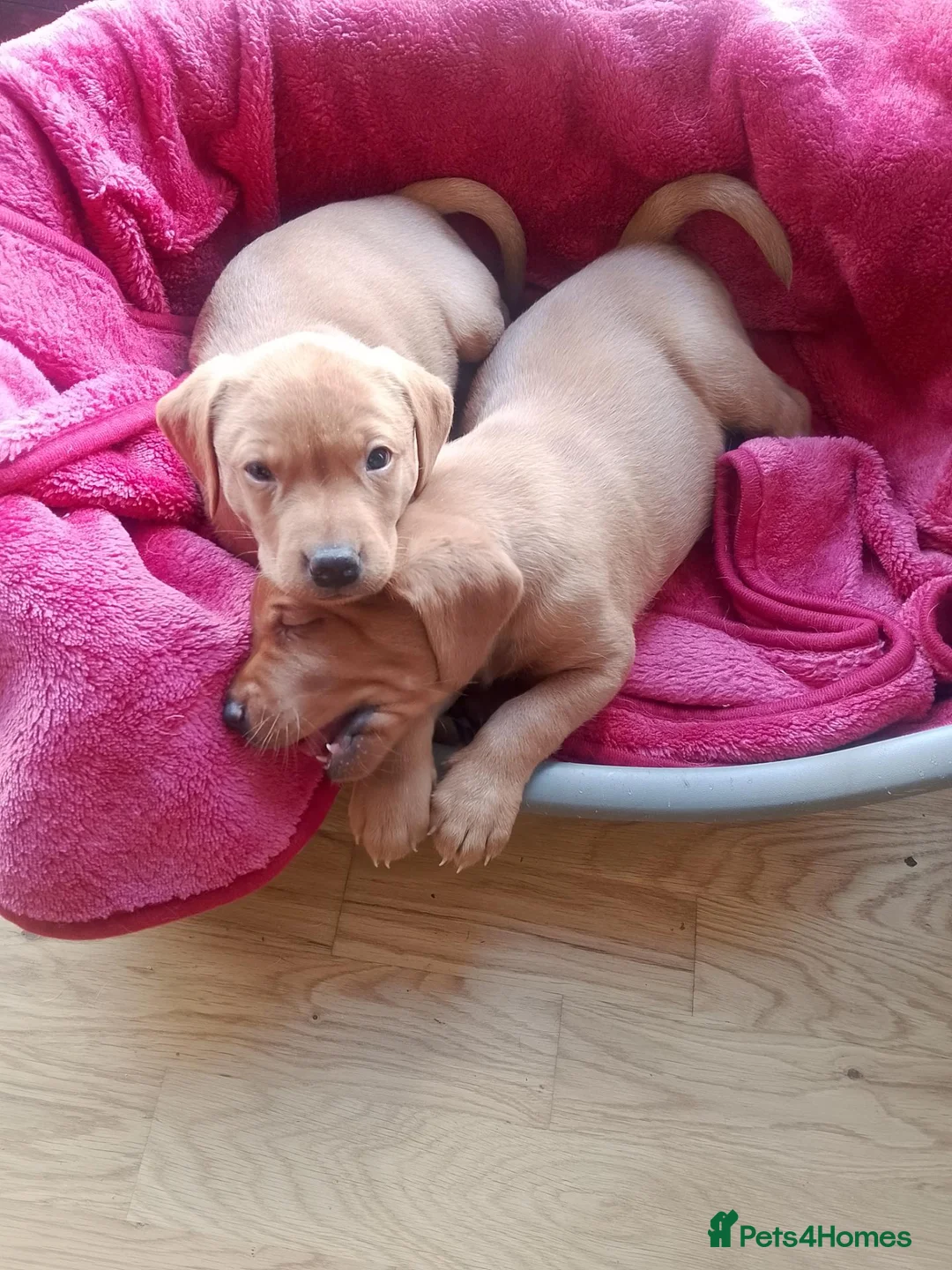 Labrador Retriever dogs for sale: Fox Red Labrador - Advert 1