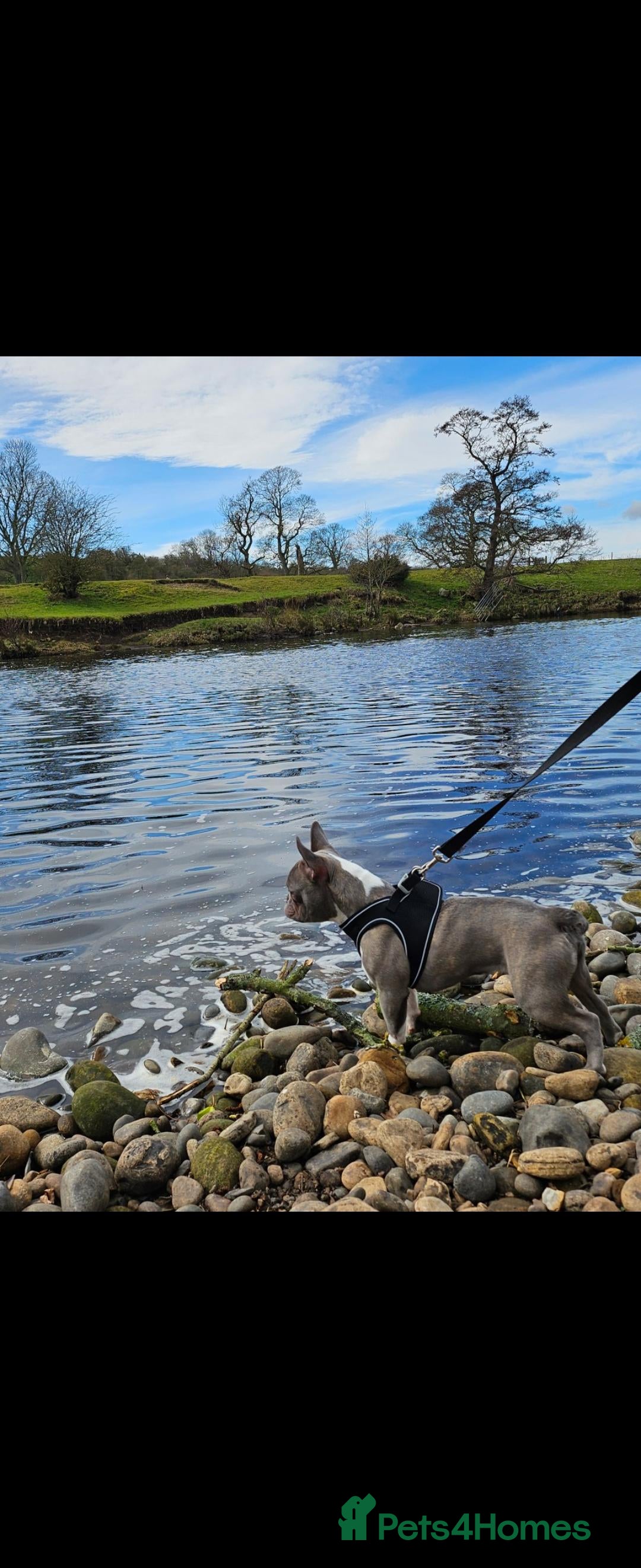 French Bulldog dogs for sale: 🐾 Loving Dog Looking for His Forever Home 🐾 - Image 3
