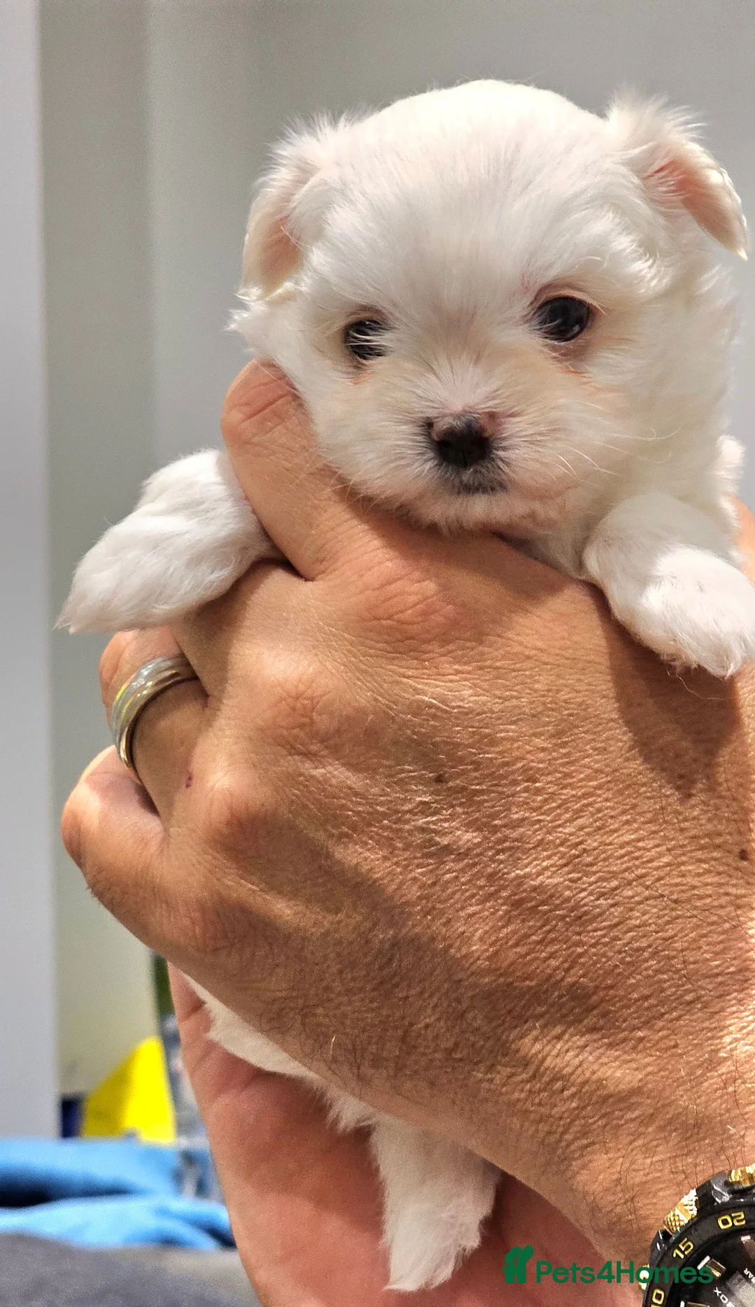Maltese dogs for sale: Maltese last  girl  available  - Advert 1