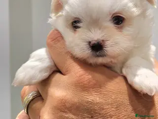 Maltese dogs for sale: Maltese last girl available - Advert 1