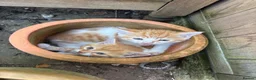 Domestic Shorthair cats for sale: Kittens - Advert 3