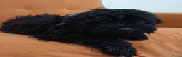 Cockapoo dogs for sale: Adorable Friendly Cockapoo Puppy - Advert 6