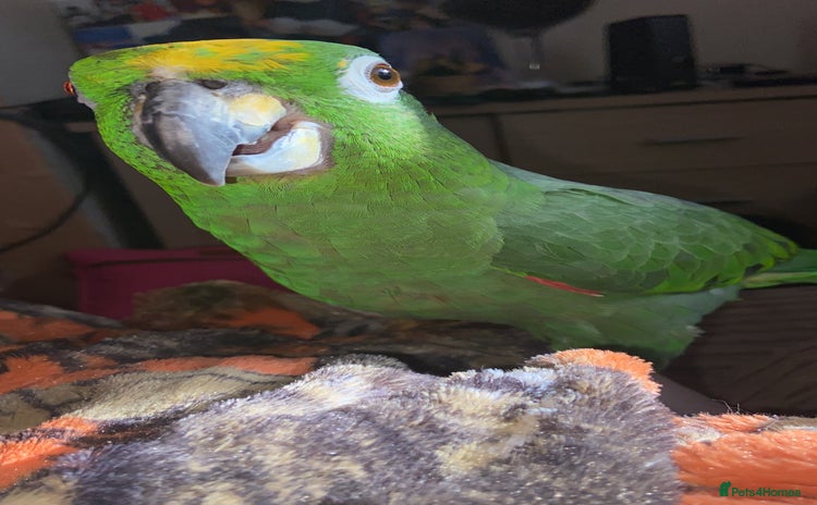 Parrots birds - Advert 1