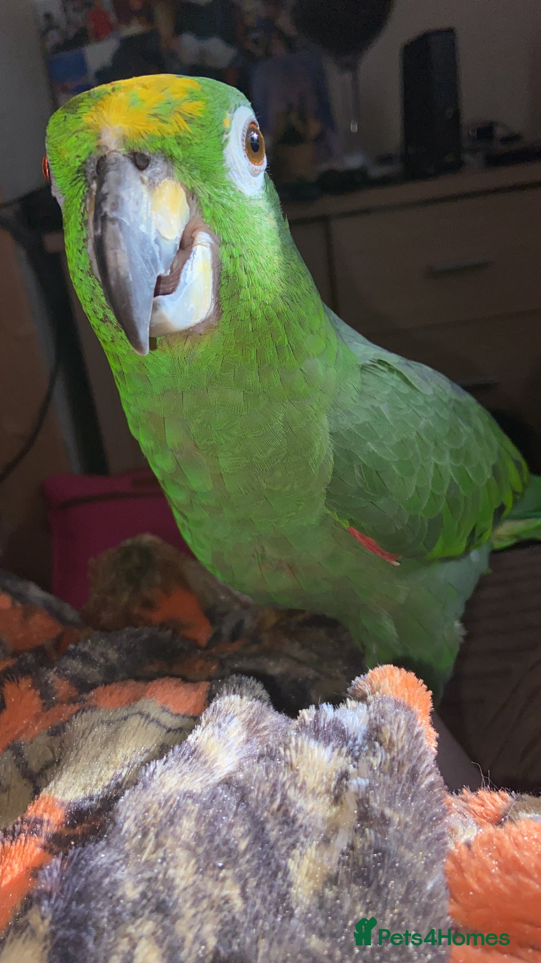 Parrots birds for sale: Amazon parrot - Image 1