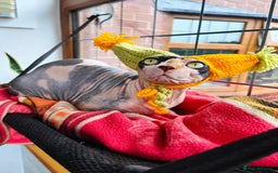 Sphynx cats for sale: Beautiful Sphynx Calico Girl  - Image 1
