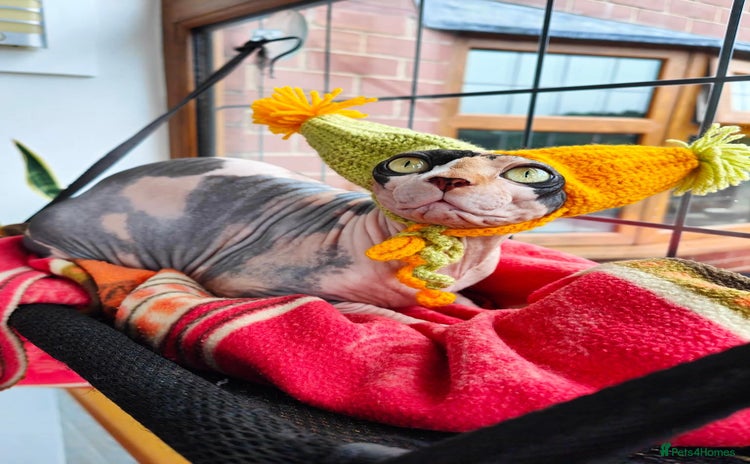 Sphynx cats - Advert 3