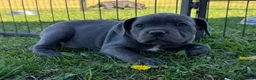 Staffordshire Bull Terrier dogs for sale: Solid pure Staffy's blue to quickly take home - Advert 1