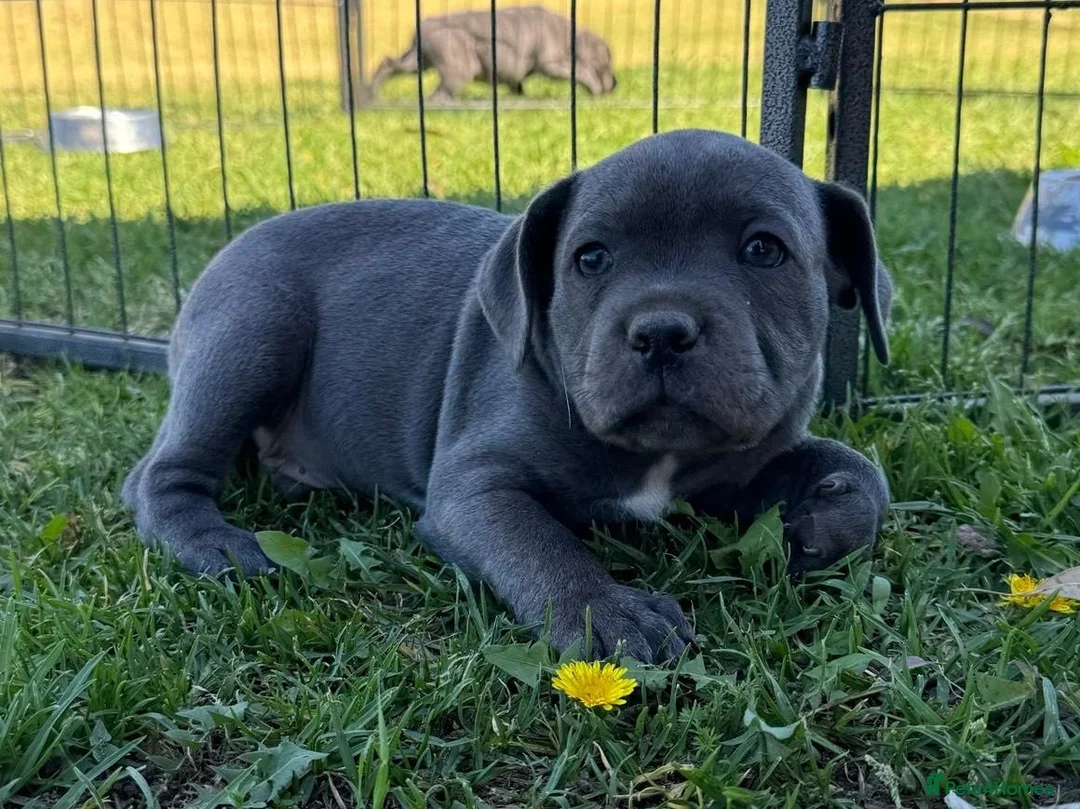 Staffordshire Bull Terrier dogs for sale: Solid pure Staffy's blue to quickly take home - Advert 1