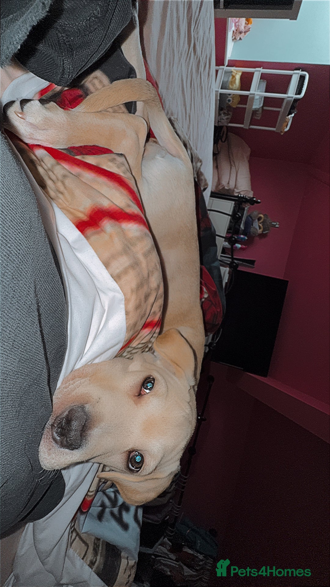 Mixed Breed dogs for sale: White lab - Image 3