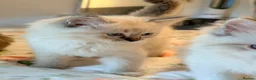 Ragdoll cats for sale: Purebred Ragdoll Kittens in Cardiff - Advert 10