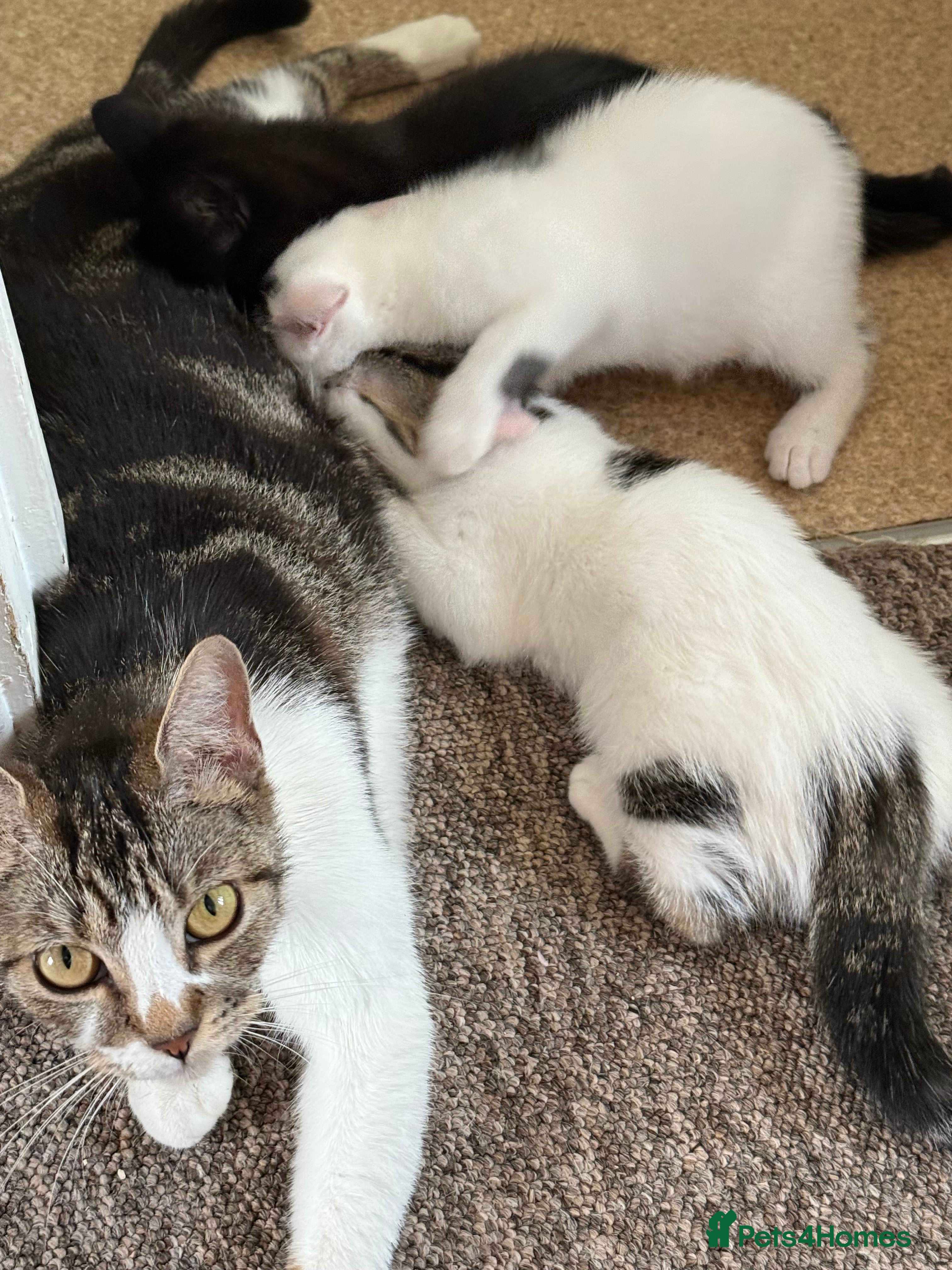 Mixed Breed cats Urgent rehoming adoption 3 beautiful juvenile cats - Advert 2