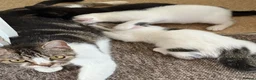 Mixed Breed cats for sale: Urgent rehoming adoption 3 beautiful juvenile cats - Advert 11