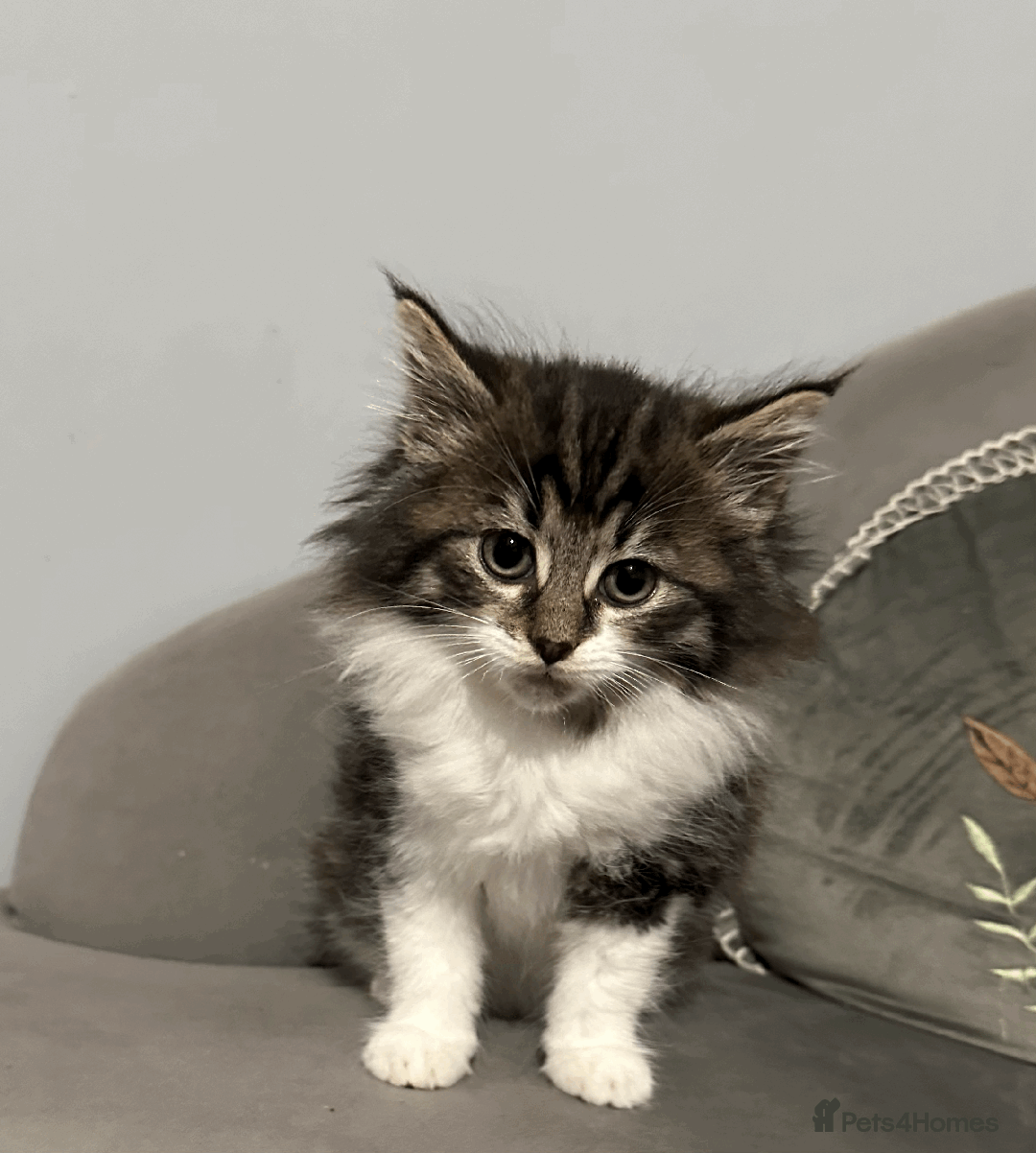 Siberian cats for sale: Siberian kitten, last girl left - Advert 2