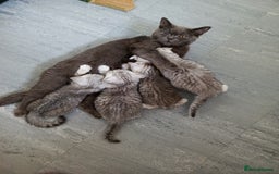 British Shorthair cats for sale: PUre tabby British short hair kittens - Image 25